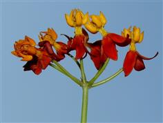 Asclepias currasavica
